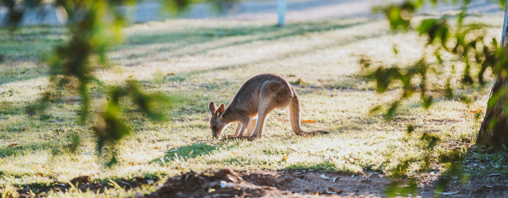 Cania-Kangaroos-3